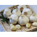 hot sale 4.5cm 5.0cm 5.5cm 6.0cm chinese fresh pure white garlic normal white garlic